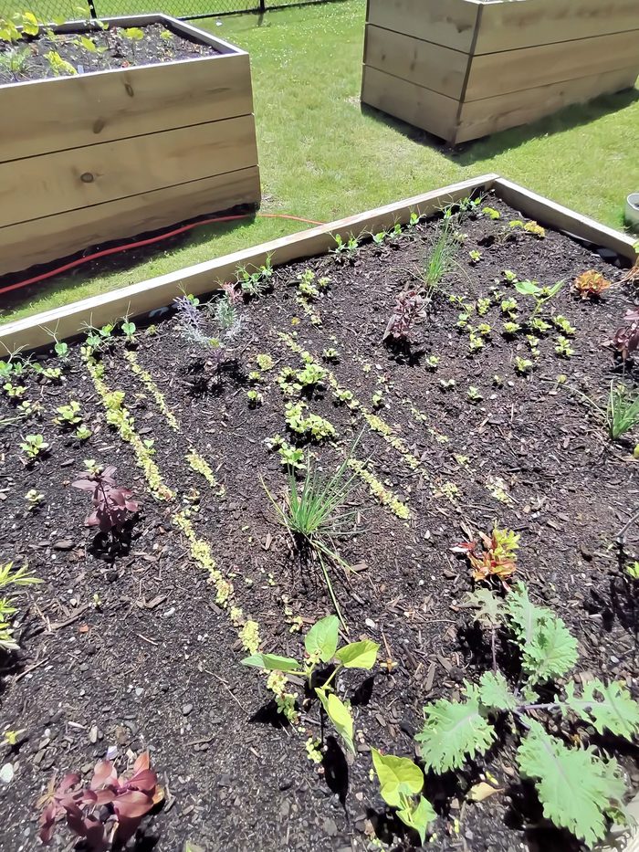 Raised bed vegetable garden built for a school garden club installation in Needham, Massachusetts, with rows of lettuce, kale, chives, and amaranth