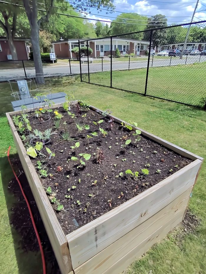 Raised bed garden with tomato cages and drip irrigation at a school garden club installation in Needham, Massachusetts