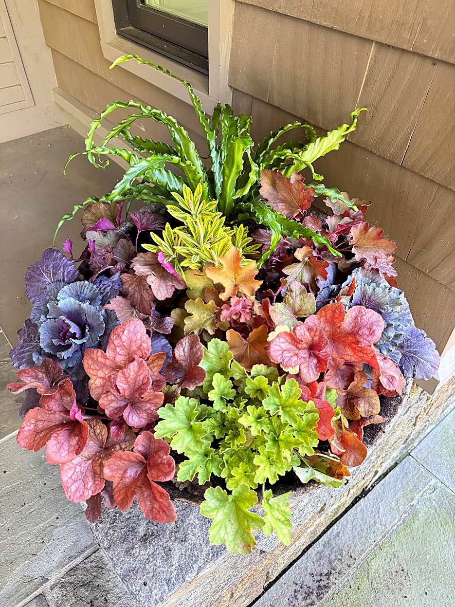 Fall stone bowl with Heuchera, Bird's Nest Fern, and Ornamental Kale