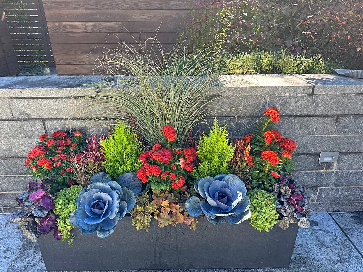 Fall planter trough with Ornamental Kale, Celosia, and Ornamental Grasses at a commercial property in MetroWest Boston