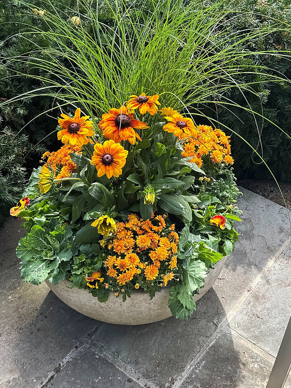 Fall stone bowl with Rudbeckia, Chrysanthemums, and Fountain Grass