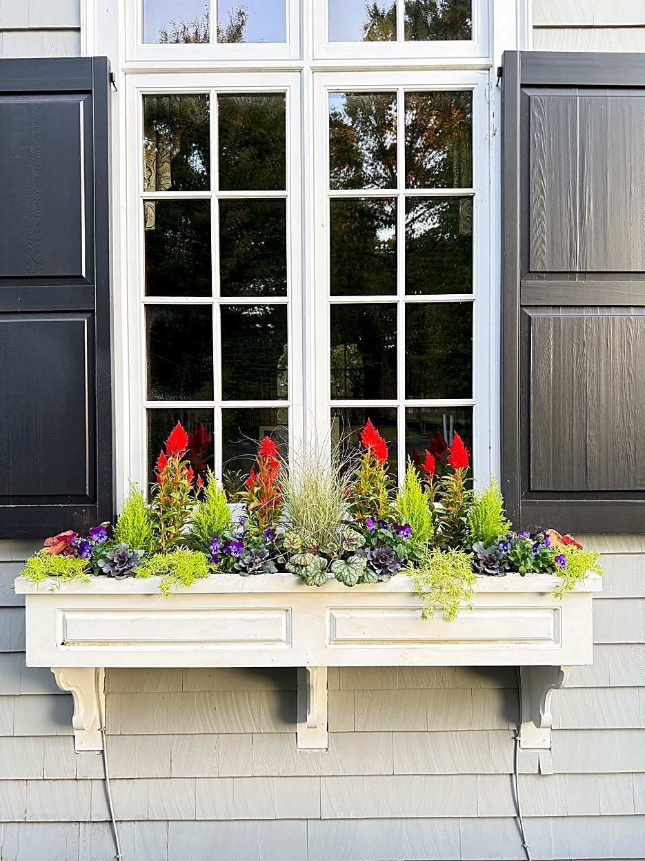 Fall window box with Celosia, Lemon Cypress, Heuchera, and Pansies in Sherborn Massachusetts