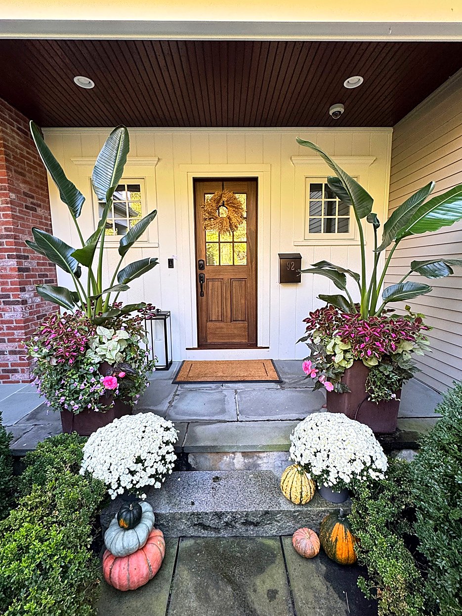 Fall entrance with Bird of Paradise, Coleus, Mums, and pumpkins in Weston Massachusetts