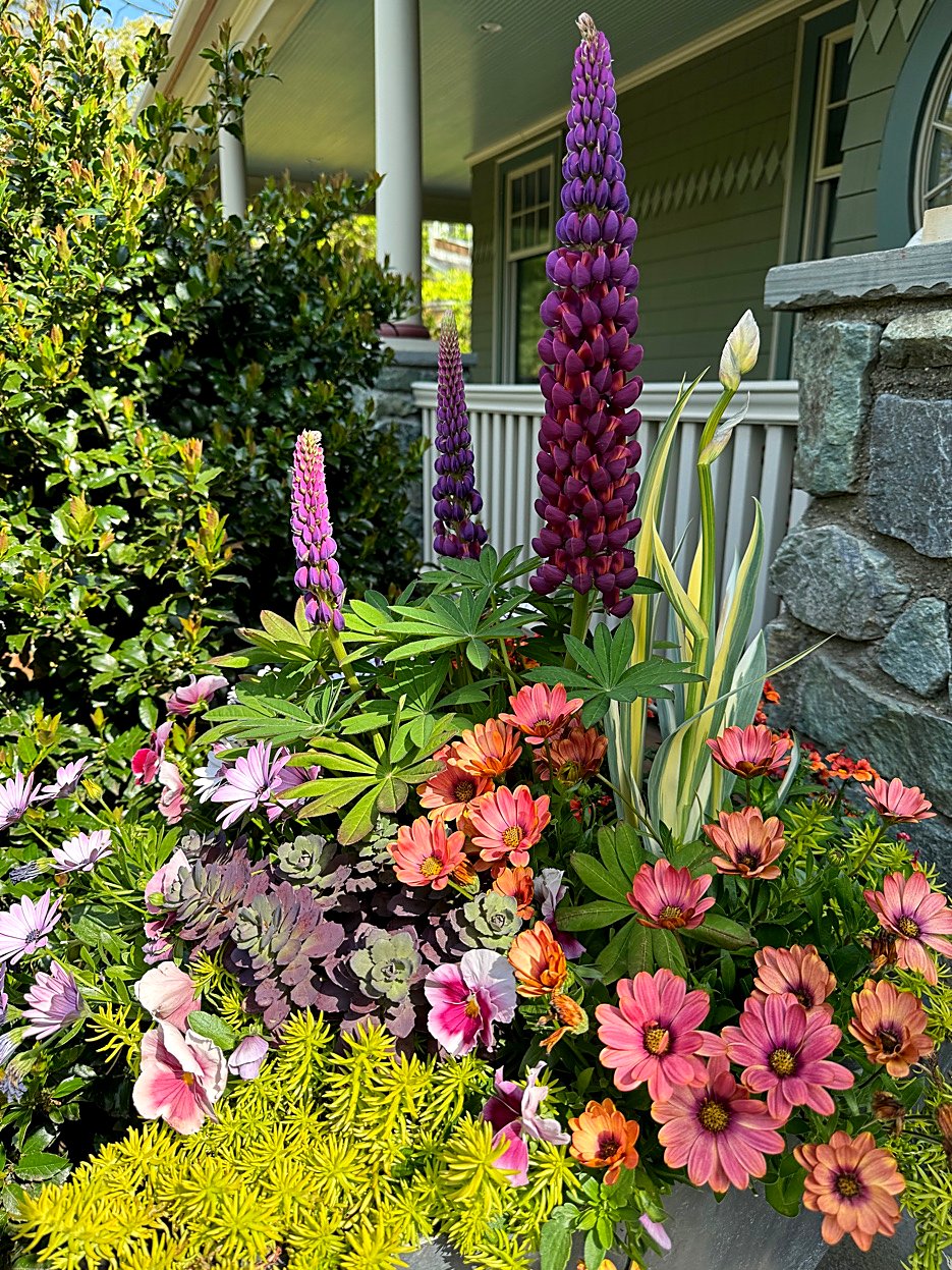 Spring container garden with purple Lupines, coral Osteospermum, Succulents, and Sedum at a MetroWest Boston property
