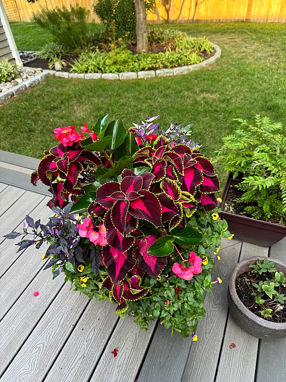 Summer container with Coleus, Begonias, and Ornamental Peppers