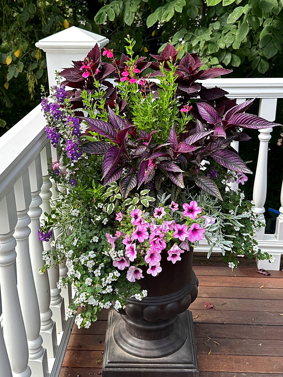 Summer porch urn with Persian Shield, Petunias, and Angelonia