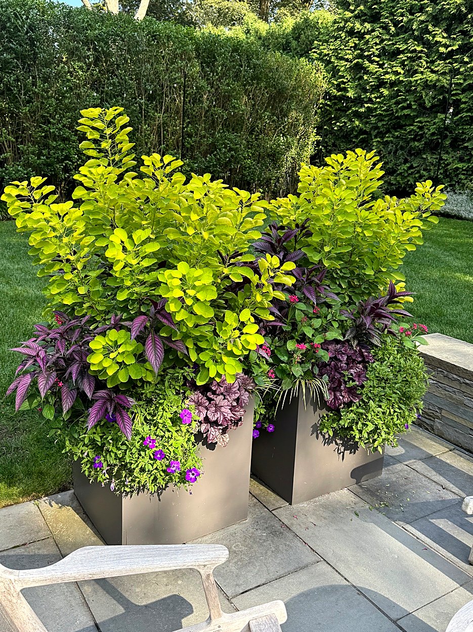 Summer containers with chartreuse Smoke Bush and Persian Shield in metal planters