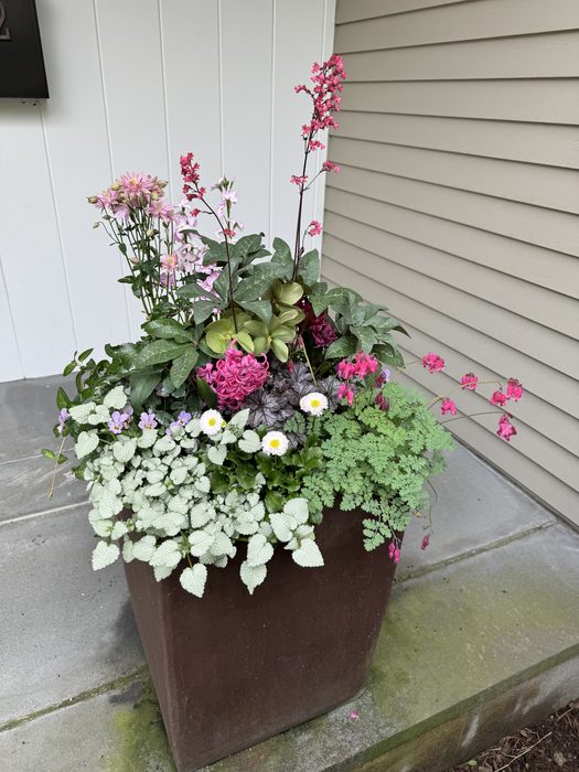 Spring container with pink Bleeding Heart, Hyacinth, English Daisies, and Brunnera