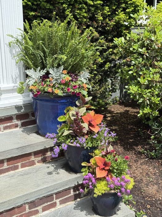 Blue glazed containers with Fern, Coleus, Lantana, and Dusty Miller along a brick walkway