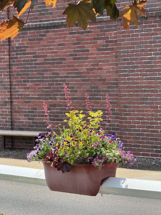 Window box with Violas, Euphorbia, Heuchera, and trailing Alyssum against a brick facade