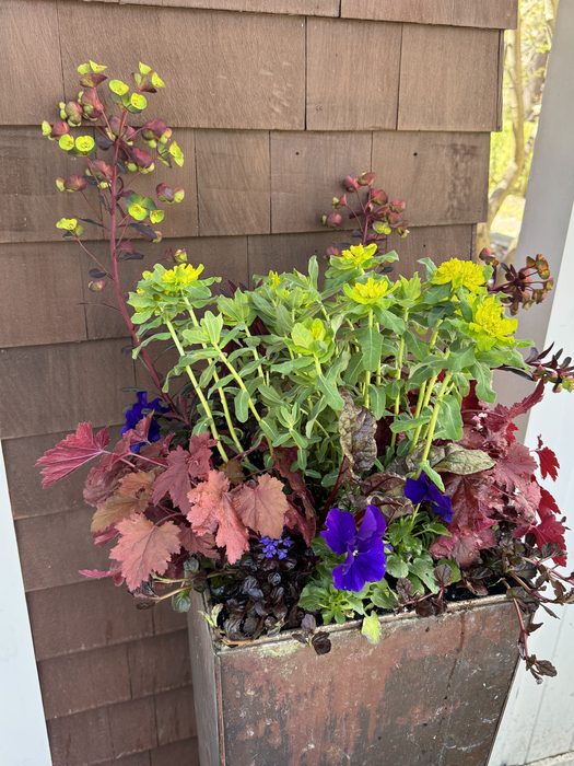 Container with chartreuse Euphorbia, deep red Heuchera, and purple Violas