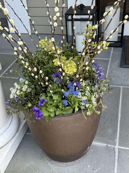 Spring urn with Pussy Willow branches, Grape Hyacinth, Alyssum, and Euphorbia