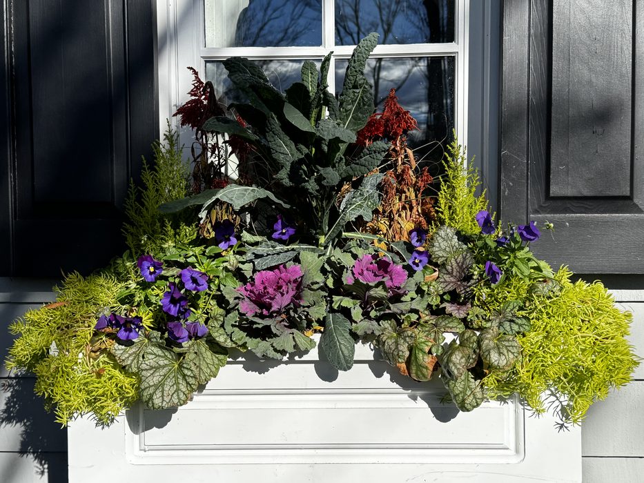 Winter window box with Ornamental Kale, flowering Kale, Pansies, Heuchera, and Sedum
