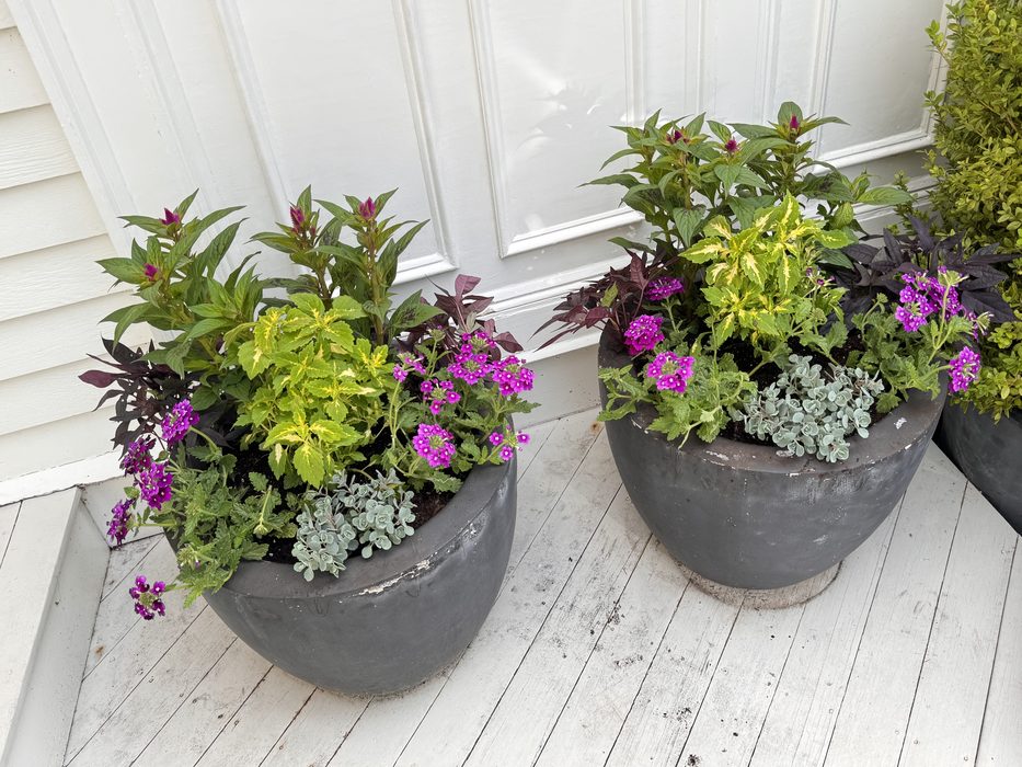 Paired charcoal planters with Celosia, variegated Coleus, Verbena, and Persian Shield on a front porch