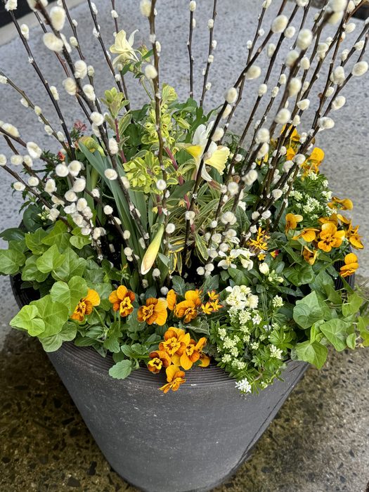 Spring container with Pussy Willow branches, orange Violas, Ivy, and Daffodils