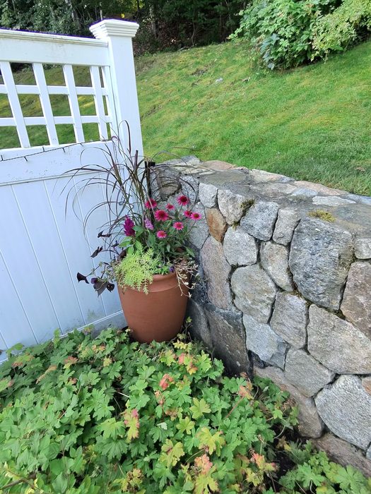 Terra cotta container with purple Fountain Grass, Coneflowers, Celosia, and trailing Sedum against a stone wall
